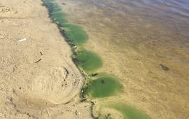green algae lining shore of pond