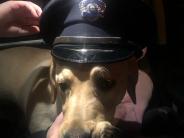 Hudson Police Comfort Dog | Hudson New Hampshire